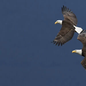 Bald Eagle Pair in Flight
