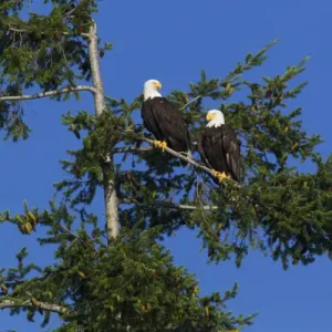 Bald Eagle Pair Print