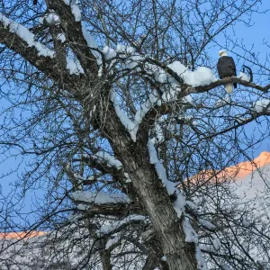 Bald Eagle perched on a tree covered with snow, snow mountain in the distance, Haines Bald Eagle perched on a tree covered with snow, snow mountain in the distance, Haines