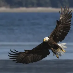Bald Eagle, Preparing to strike Bald Eagle, Preparing to strike