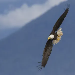 Bald Eagle Print