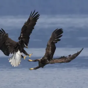 Bald Eagles, Dispute Bald Eagles, Dispute