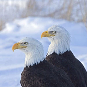 Two Bald Eagles (Haliaeetus leucocephalus), Alaska, US