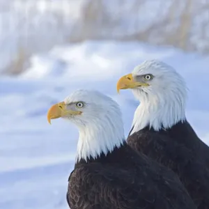 Two Bald Eagles (Haliaeetus leucocephalus), Alaska, US Two Bald Eagles (Haliaeetus leucocephalus), Alaska, US