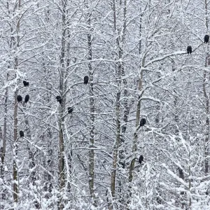 Bald Eagles perched on trees covered with snow, Haines, Alaska, USA Bald Eagles perched on trees covered with snow, Haines, Alaska, USA