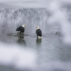 Bald Eagles on the river in the forest covered with snow, Haines, Alaska, USA Bald Eagles on the river in the forest covered with snow, Haines, Alaska, USA
