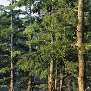 Baldcypress trees (Taxodium distichum) at Horseshoe Lake Conservation Area, Alexander Co