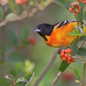 Baltimore Oriole