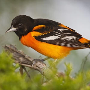 Baltimore Oriole foraging during migration on South Padre Island, Texas
