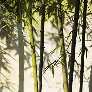 Bamboo casting shadow on the wall in Humble Administrators Garden, Suzhou, Jiangsu Province