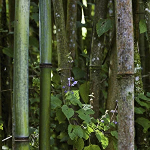 Bamboo Forest, Ruwenzori, Uganda