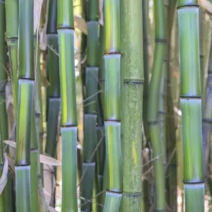 Bamboo plant, USA
