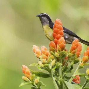 Bananaquit Print on Blooms in Trinidad Bananaquit Print on Blooms in Trinidad