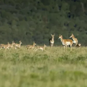 A band of Pronghorn antelope does with newborn fawns, Antilocapra americana, grasslands