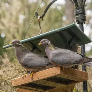 Two Band-tailed Pigeons in a birdfeeder Two Band-tailed Pigeons in a birdfeeder