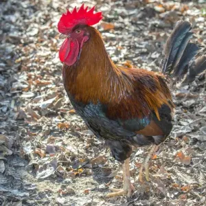 Bantam Rooster, Florida, USA