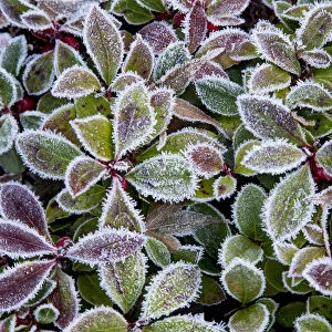 Barberry leaves frosted in reds and greens