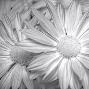 Barberton daisy in black and white infrared