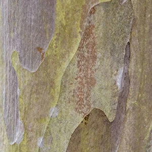 Bark of Crape Myrtle tree