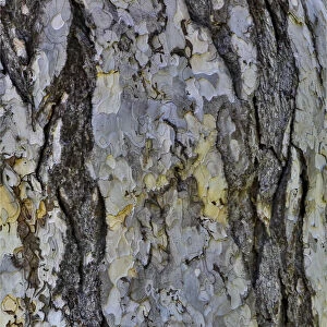 Bark of a pine tree. garden at Strathmore College, Pennsylvania