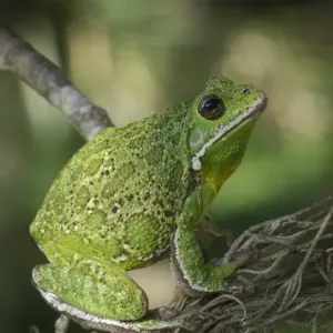 Barking tree frog on branch, Hyla gratiosa, Florida