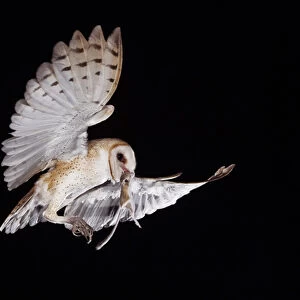 Barn Owl, Tyto alba, adult in flight with Kangaroo rat prey, Willacy County, Rio Grande Valley