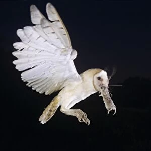 Barn Owl, Tyto alba, adult in flight with mouse, Willacy County, Rio Grande Valley