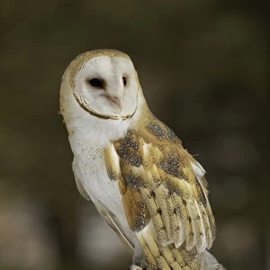 Barn Owl, Tyto alba (Captive) Montana