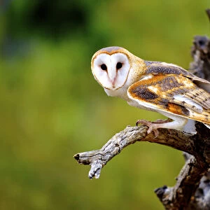 A barn owl, (tyto alba) perching