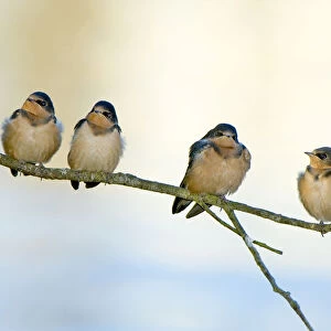 Barn swallows, Hirundo rustica, Stanley Park, British Columbia