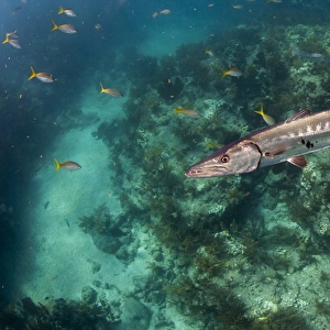 A barracuda swims close to the camera with coral reef and tropical fish in the background