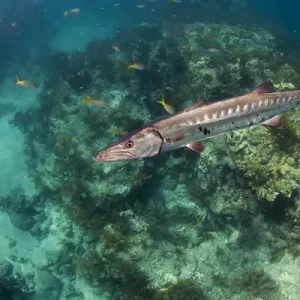 Looe Key Reef Barracuda Print Looe Key Reef Barracuda Print