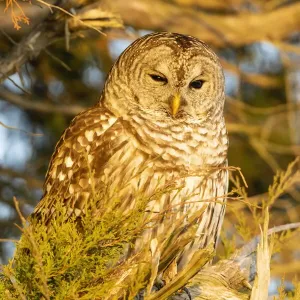 Barred owl in red cedar tree, Marion County, Illinois Barred owl in red cedar tree, Marion County, Illinois