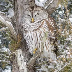 Barred owl in red cedar tree in snow, Marion County, Illinois Barred owl in red cedar tree in snow, Marion County, Illinois