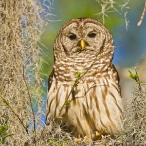 Barred Owl (Strix