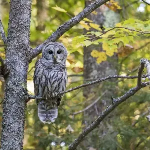 Barred Owl (Strix varia) in fall, Alger County, MI Barred Owl (Strix varia) in fall, Alger County, MI