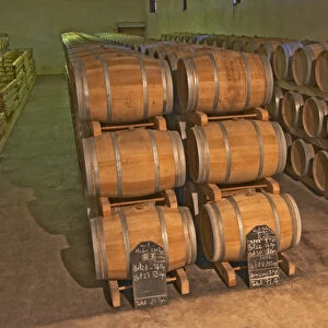 The barrel aging cellar, full of barriques - Chateau Belgrave, Haut-Medoc, Grand