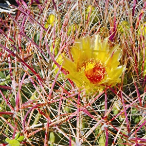 Barrel cactus blooming in Plum Canyon, Anza-Borrego Desert State Park, California, USA
