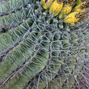 Barrel cactus with fruit in spring at Saguaro National Park in Tucson, Arizona, USA Barrel cactus with fruit in spring at Saguaro National Park in Tucson, Arizona, USA
