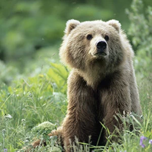 BE-953 Older Kodiak Brown Bear (Ursus arctos middendorffi) sits amongst some wildflowers
