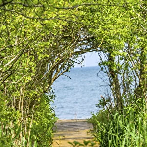 Beach path through trees. Padanaram, Dartmouth, Massachusetts