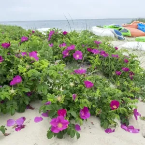 Beach roses, Madaket, Nantucket, Massachusetts, USA