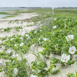 Beach roses, Madaket, Nantucket, Massachusetts, USA