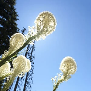 Bear Grass (Xerophyllum tenax), Mt. Hood National Forest, Oregon, USA