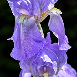 Bearded Iris, USA
