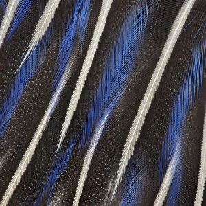 Beautiful breast feathers of the Vulturine Guineafowl