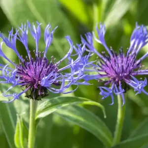 Bee Balm Print, Reading, Massachusetts Bee Balm Print, Reading, Massachusetts