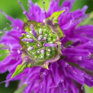 Beebalm