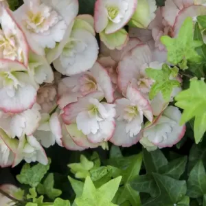 Begonia and ivy, USA