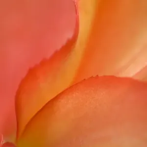 Begonia Petal Close-up Print Begonia Petal Close-up Print